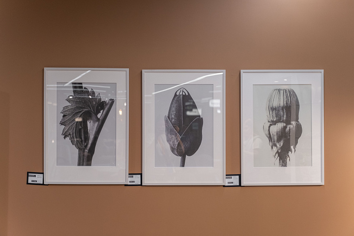 Картина Common Dandelion