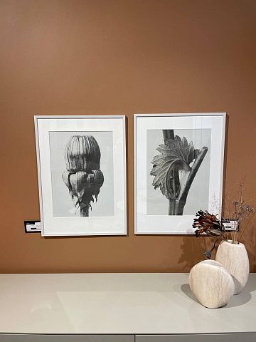 Common Dandelion Картина