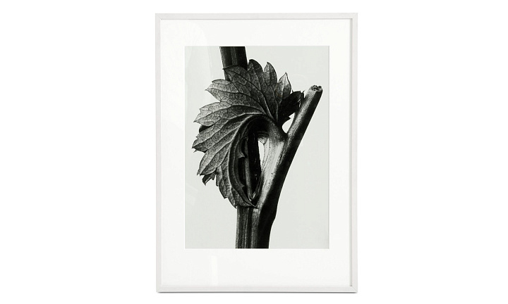 Canadian Burnet -  Под заказ